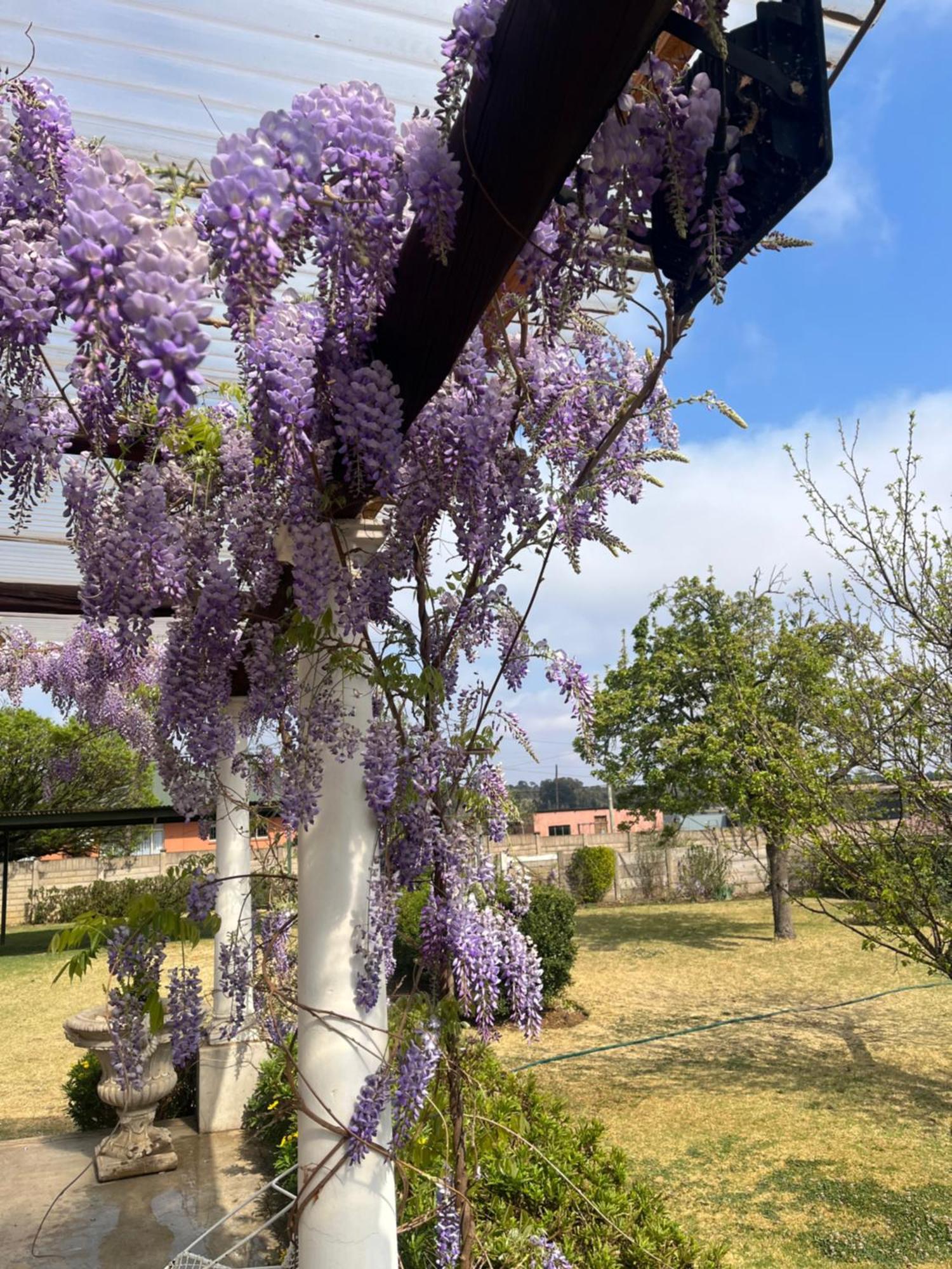 贝尔法斯特Apple And Rose住宿加早餐旅馆 外观 照片